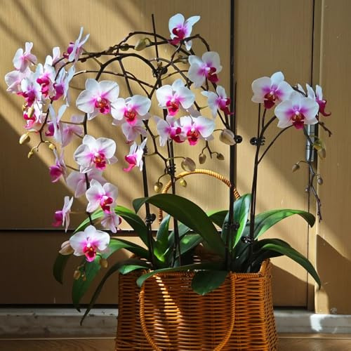 orchidee Phalaenopsis semi di per balcone semi di orchidea d'appartamento rare selvatici esotici rampicanti, giardino roccioso ombra 160semi