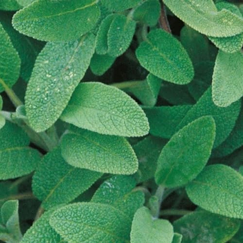 Sage Seeds - 50 Fresh Sage Herb Seeds – Plant and Grow Your Own Herbs Ideal for Indoors, Greenhouse, Garden, Polytunnel, Growbags, Large Pots or Containers - Packed in The UK by Meldon Seeds