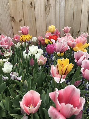 Perennial Tulip Mix, 20 Large Flowering Fall Bulbs for Planting, Multiple Colors