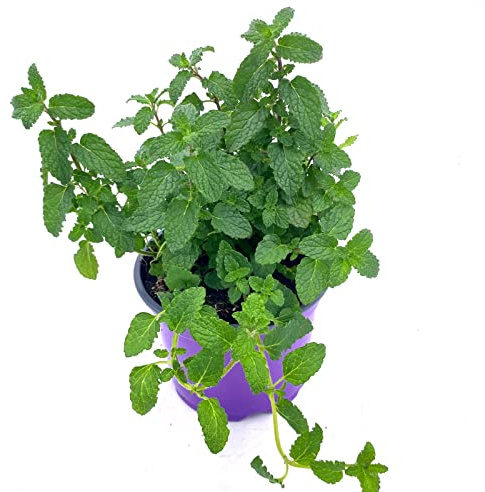 Erdbeer-Minze Pflanze – Winterhart & Mehrjährig – Intensives Frucht-Aroma für Tee & Cocktails – Kräuter-Topf für Balkon & Garten 2er -Set
