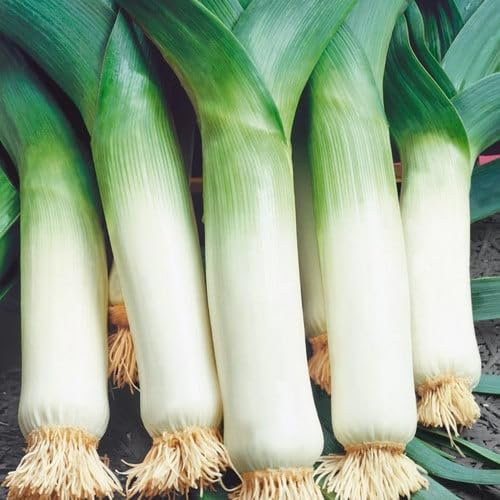 Plant World Seeds - Leek Giant Winter' Seeds (Vegetable Seeds)