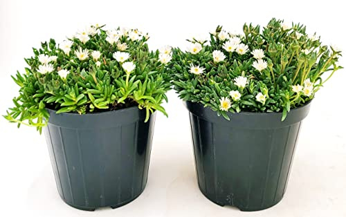 POWERS TO FLOWERS - DELOSPERMA BIANCO, MESEMBRIANTEMO RIFIORENTE, 2 PIANTE VASO 14 cm DIAMETRO, piante vere