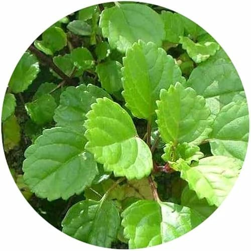 Plectranthus Planta del Dinero Natural Planta Que Atrae Fortuna al Hogar