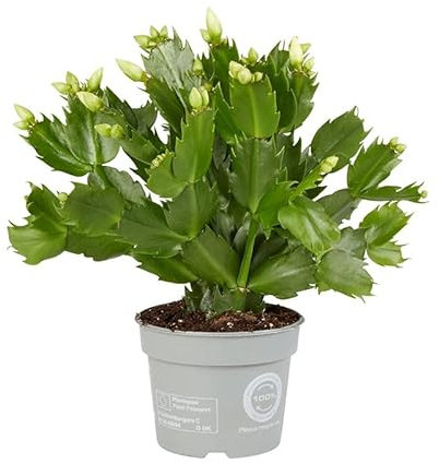 Planta Natural Cactus Navidad Schlumbergera Planta Viva