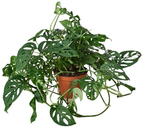 6-Monstera-Swiss.Cheese 6 in. Monstera Adansonii Swiss Cheese Pot