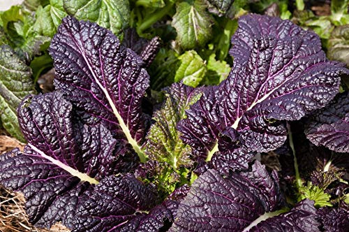 Osaka Purple Mustard Green Seeds - 100 Count Seed Pack - Non-GMO - Thick, Tender Leaves That are Succulent and Finely-Flavored. - Country Creek LLC