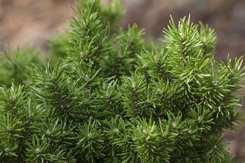 Pinus banksiana 175-200 cm - Jack Pine, immergrün, ideal für Hecken und Windschutz, winterhart und pflegeleicht