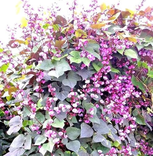 1 Pack of 16 SEEEDS Hyacinth Bean Dolichos Lablab Purple & White