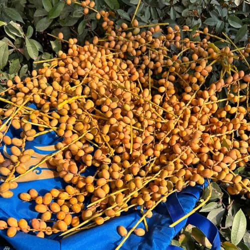 Semi di palma da dattero, da balcone resistenti acquistare semi di palma da datteri, da giardino 10pcs