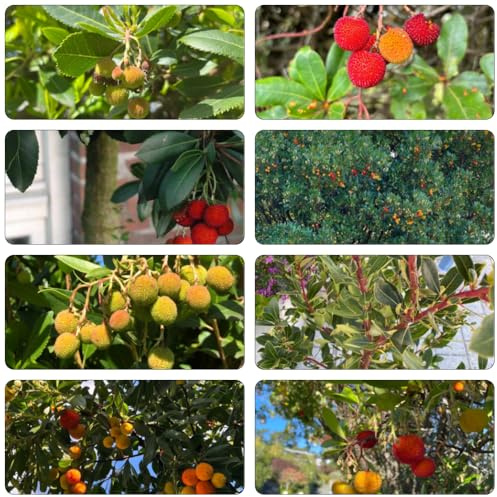 Erdbeerbaum obstbaum obstbäume büropflanzen spalierobst gartenpflanzen obstpflanzen baumsamen bio winterharte kübelpflanzen zwergobstbäume bonsai bäumchen kaufen säulenobstbäume 35samen