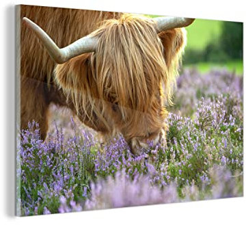MuchoWow Glasbild Glasfoto Wandbild Bilder Deko 120x80 cm Schottische Highlander - Gras - Heidekraut - Tiere