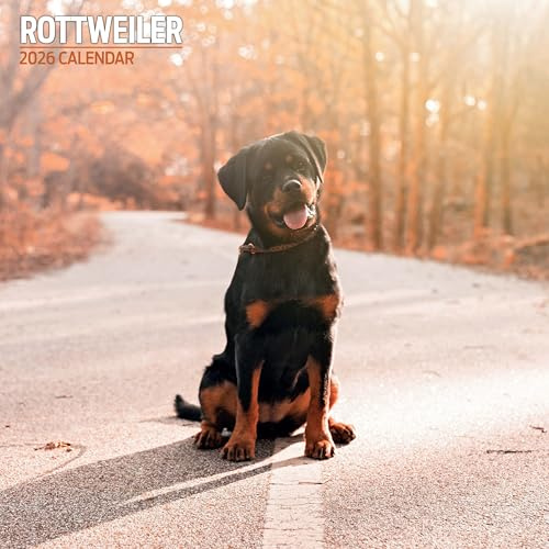 Rottweiler 2026 traditionell kalender