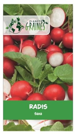 350 graines de radis saxa (raphanus sativus) rond rouge hâtif et croquant