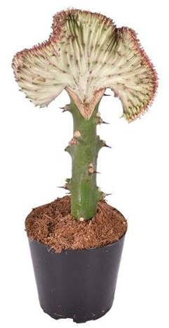 Euphorbia lactea Cristata Rot – Korallen – Wolfsmilch – Zimmerpflanze ca. 35cm – Ø12cm – Exotische Sukkulente in Korallenform