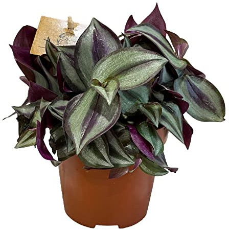 Planta Natural de Hojas Colgantes Tradescantia Zebrina
