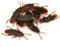 Faux cafards cafards réalistes Insectes en Plastique Insectes Insectes blagues farcs Effrayant Insectes Insectes pour Les Fous de la fête d'halloween Pranks 10pcs