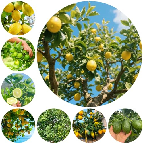 semillas de limonero resistente - exóticas Balcón 150pcs