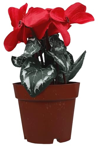 Housoutil Bonsai Artificiale Fiore Realistico in Vaso, Decorazione Botanica per Interni e Giardino, Pianta Finta Ciclamino Simulato