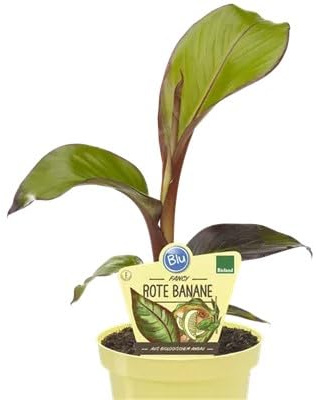 Pianta di Banana rossa BIO su vaso cm 12 MODIPITRE