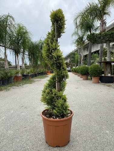 Pianta di Cipresso Goldcrest (Cupressus Goldcrest) a spirale, vaso 24 Cm, altezza 80/120 Cm - Arbusto sempreverde