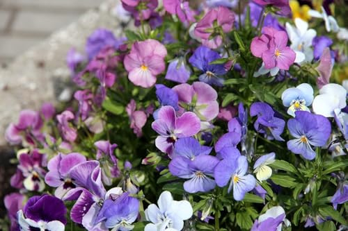 Hornveilchen Mischfarben, mini Stiefmütterchen, viola cornuta