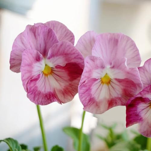 semi di viola del pensiero di campo da balcone, recisi di viola del pensiero di perenni resistenti da balcone, 450pcs