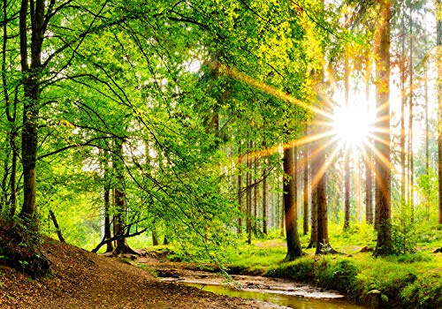 wandmotiv24 Fototapete Bach im Wald, XL 350 x 245 cm - 7 Teile, Wanddeko, Wandbild, Wandtapete, Fluss, Sonne, Baum M5762