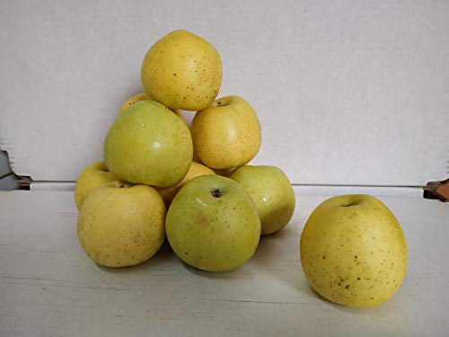 Caja Todo Manzana Golden MINI 10 kilos