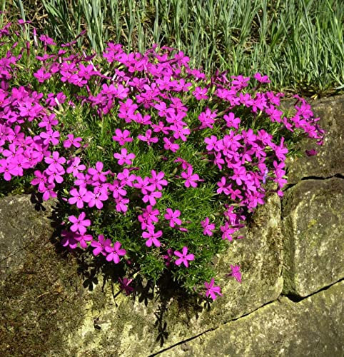 Teppich Flammenblume Crackerjack - Phlox Douglasii
