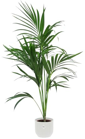 KENTIS - Howea Forsteriana Kentia - Palma - Piante da Interno Vere - H 100-120 cm Vaso Ø 20 cm