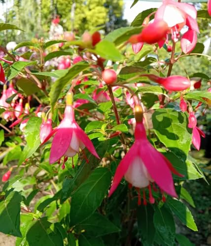 3 Stck. Fuchsie Lady Thumb großer 2 L Topf Fuchsia magellanica
