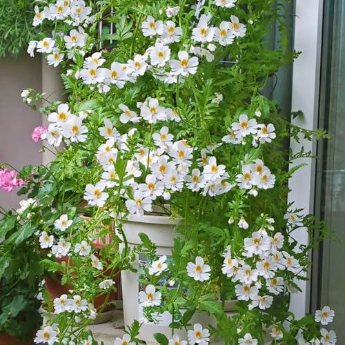 Semillas de orquídeas de granjero, jardín, orgánicas de Schizanthus pinnatus, exóticas Variedades antiguas 400pcs