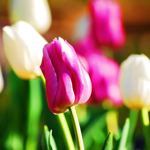 Seltene Tulpen Eine wertvolle Anfänger-Schnittblume Winterhart Mehrjährig Einfache Wartung-25zwiebeln-b