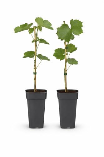 Vitis vinifera Vanessa Kernlose Lila Weintraube 15cm Topf 2er Set