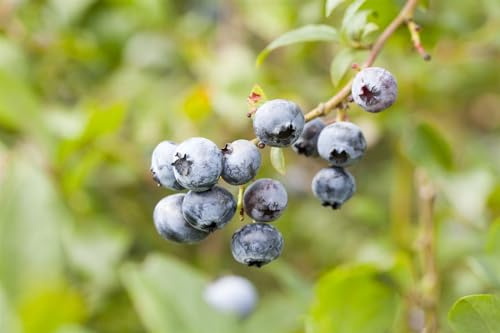 Vaccinium corymbosum 'Toro' 60-80 cm - Amerikanische Heidelbeere, große blaue Beeren, Erntezeit Juli-August, ideal für Naschgärten, winterhart und pflegeleicht
