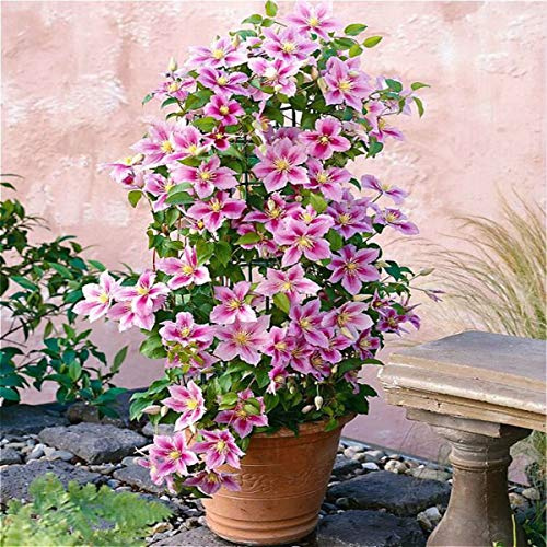 3 x Clematis Piilu (Waldrebe) - Lavendelrosa/Pink - 3er set - Winterhart | 3er set Mehrjährig blühende Kletterpflanze - Winterhart und Mehrjährig - 3 x 1,5 Liter Töpfe