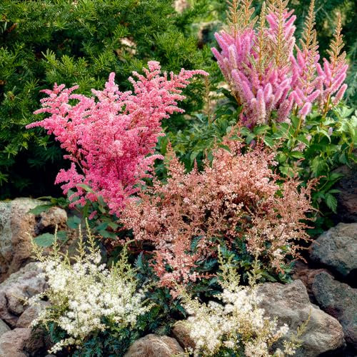 FLORIUM Astilbe Stauden Super Kollektion (10 Wurzeln) Winterharte mischung von 5 Sorten, große Mehrjährig Pflanzen aus Holland, Ideal für Garten und Blumenbeete (kein Samen, nicht künstlich zwiebeln)