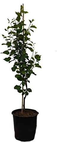 Felsenbirne `Obelisk´, Amelanchier alnifolia, aufrecht wachsend, 60-80cm im 3,5L-Topf