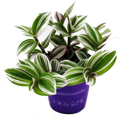 Dreimasterblume Tradescantia White 12m Topf weiss 12cm Topf