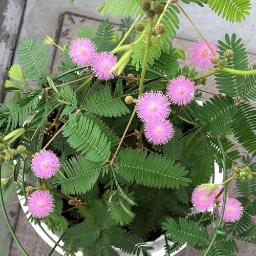 mimosen - mimose kaufen, bodendecker gartenkräuter, bodendecker winterhart mimosa, steingartenpflanzen winterhart gartenblumen 100samen