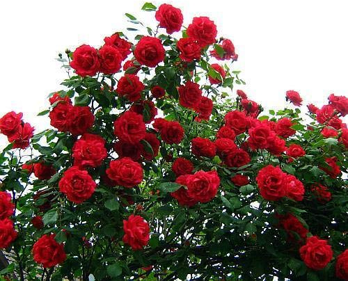 Portal Cool Seeds Package: Seas de rosas trepadoras - Rosa Cascade - Theseedhouse - 10+ Seas