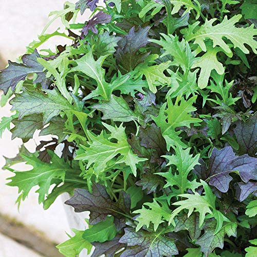 Salad Leaves 'Frilly Mixed' Approx 500 Seeds Hardy Annual Grow Indoors or Outdoors for Year-Round Crops Mizuna, Mustard, Rocket, Cress Mix by Thompson and Morgan