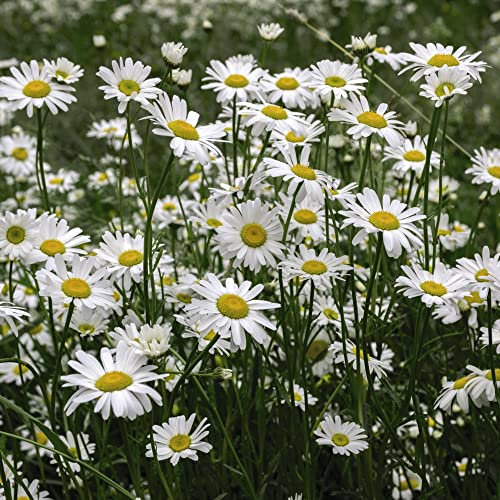 Native Wildflower Ox-Eye Daisy Seeds Chrysanthemum Leucanthemum vulgare Marguerite Hardy Perennial White Blooms Easy to Grow Your Own Flowers 1x Packet (Approx 600 Seeds) by Thompson and Morgan