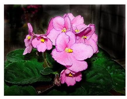 Audrey 'African Violets' Canvas Art