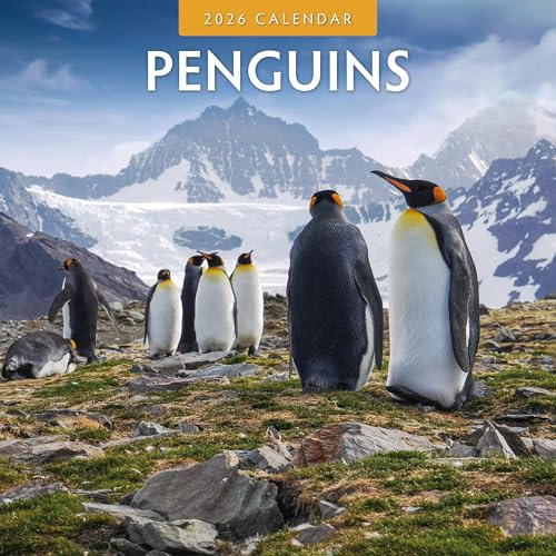 Penguins - 2026 Square Wall Calendar - by Red Robin Publishing