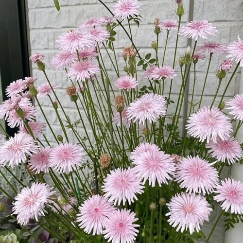 Semillas de diente de león orgánicas, Taraxacum mongolicum Las perennes son perennes resistentes 200pcs