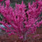Judasbaum Cercis canadensis Pflanzen Setzlinge Schöne rosa Blüten, großer Sämling 35-50cm