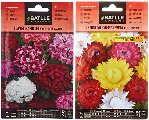 Semillas Batlle - Clavel RAMILLETE del Poeta Vdo. & Batlle - Semillas De Inmortal Siempreviva Flor De Papel