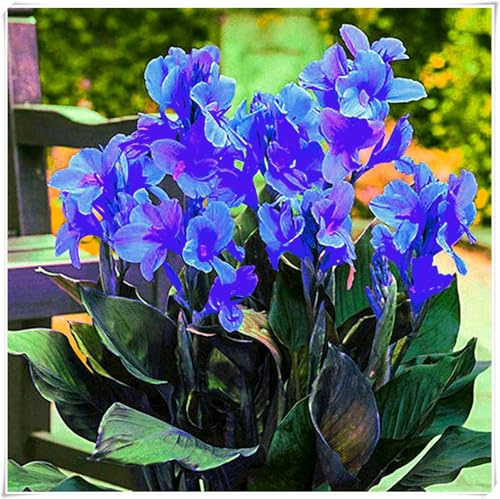 Mehrjährige Blumenzwiebel ist winterhart, Garden,Mysteriöse magische Glühbirne,Lebende Pflanzen,Blumenzwiebel Mix ，3years-2 Indisches Blumenrohr Zwiebeln-C