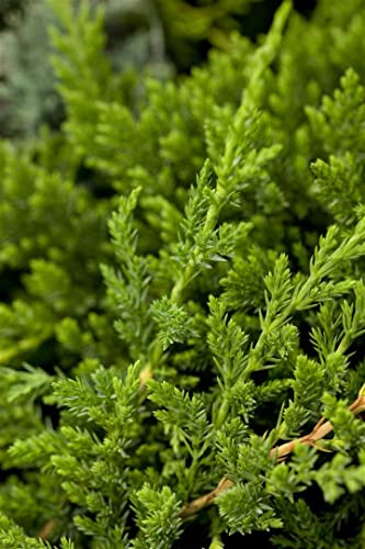 Kriech-Wacholder Juniperus horizontalis Prince of Wales 20-30 cm winterhart | Blaugrüne Nadeln, dichter Wuchs, sonnig bis halbschattig, ideal für Hänge, Rabatten und Grabbepflanzung